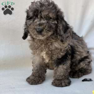 Kobe, Mini Goldendoodle Puppy